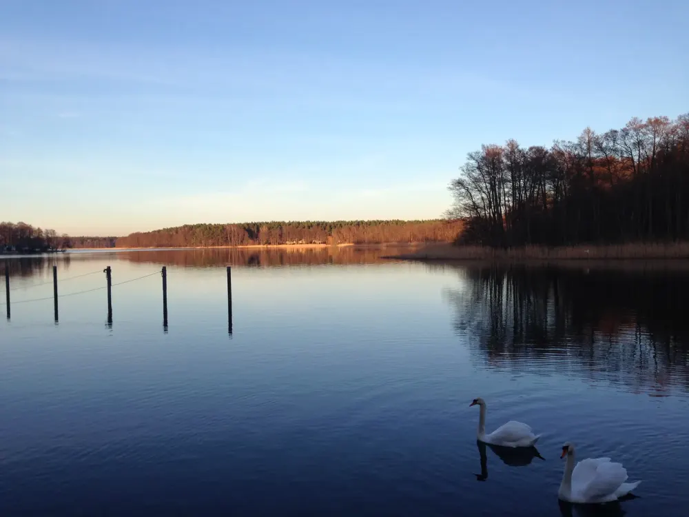 Schwäne auf dem See am Abend